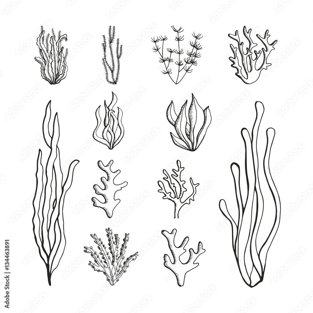Seaweeds set of sketches. vector illustration Seaweeds set of sketches. vector illustration