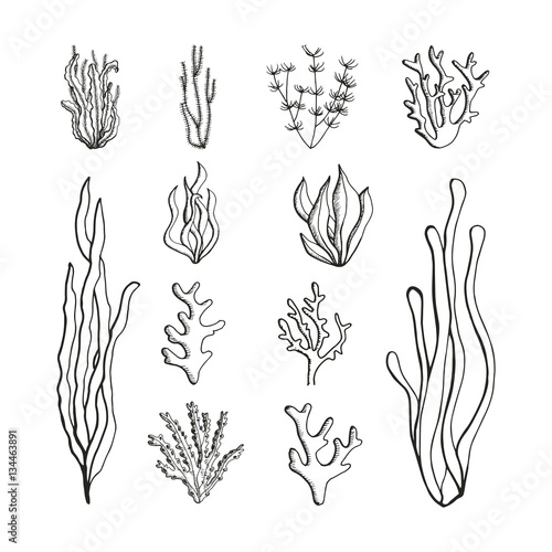 Seaweeds set of sketches. vector illustration