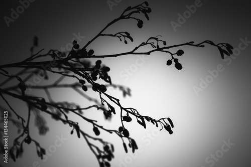 Alder tree branches  black and white