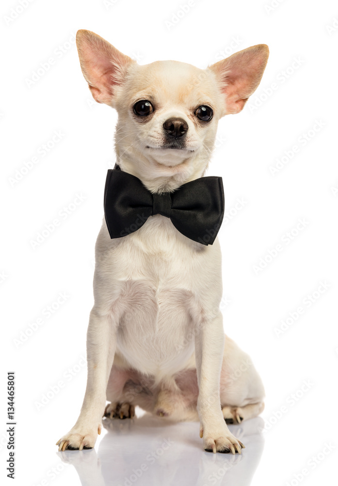 Male Chihuahua on white background