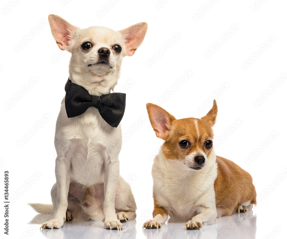 Dog family, Chihuahua on white background