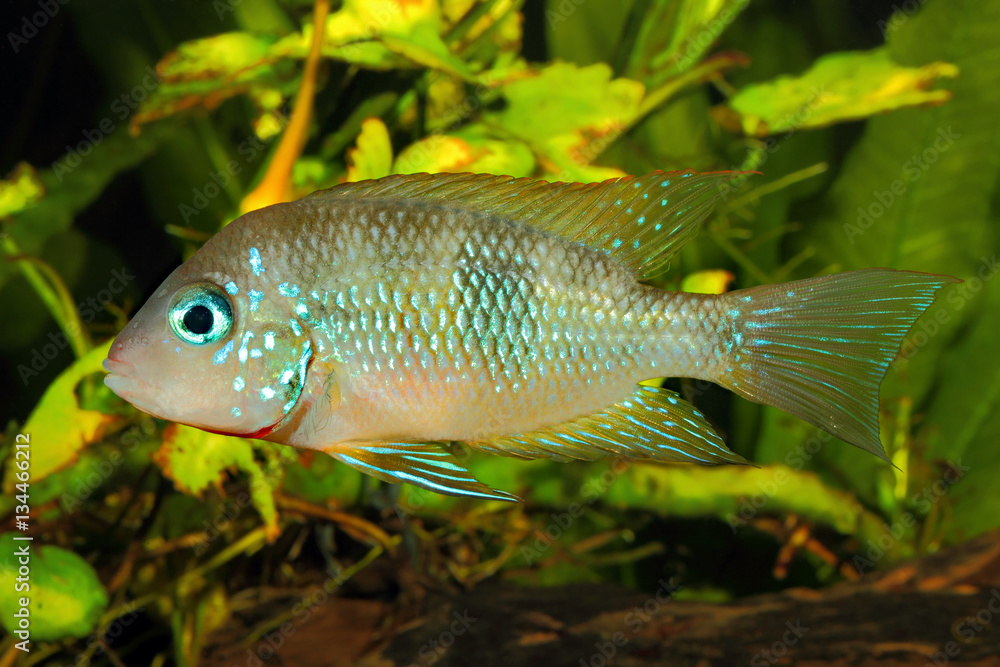 Socoloffs gold cichlid (Thorichthys socoloffi) - male Socoloffs gold cichlid (Thorichthys socoloffi) - male