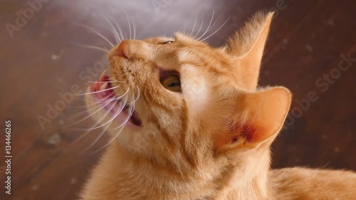Orange tabby cat meowing angry