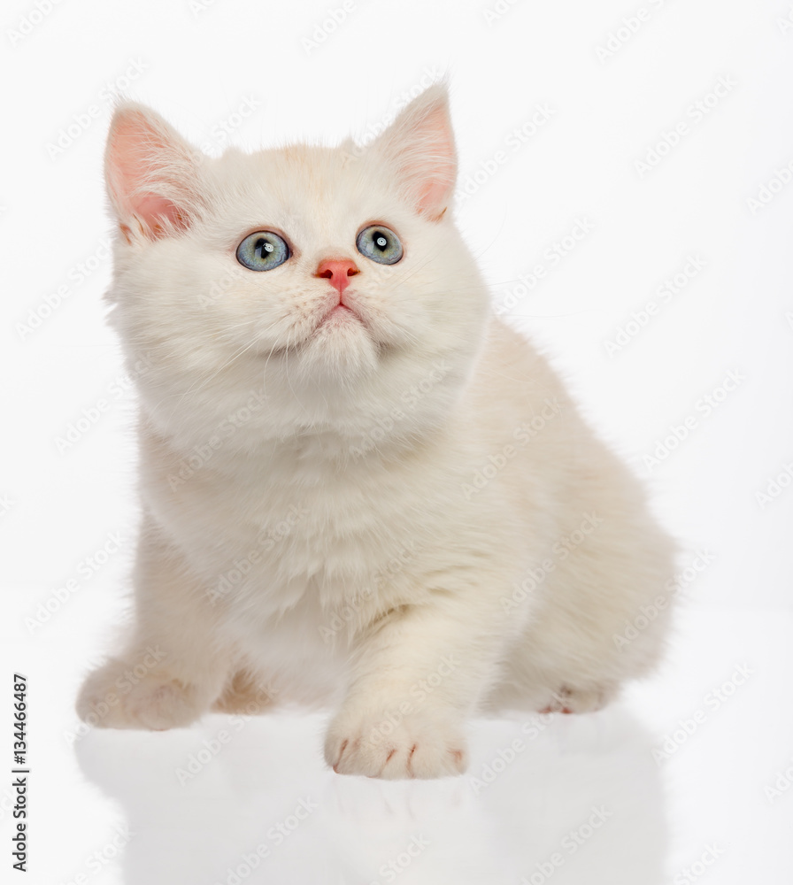 Cute little kitten on white Cute little kitten on white