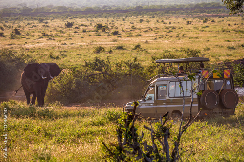 Elephant attacks a jepp in the natural reserve of Tsavo