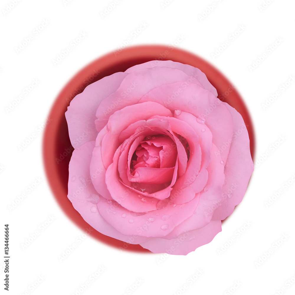 fresh beautiful pink rose petal and aroma with drop of water for fresh beautiful pink rose petal and aroma with drop of water for