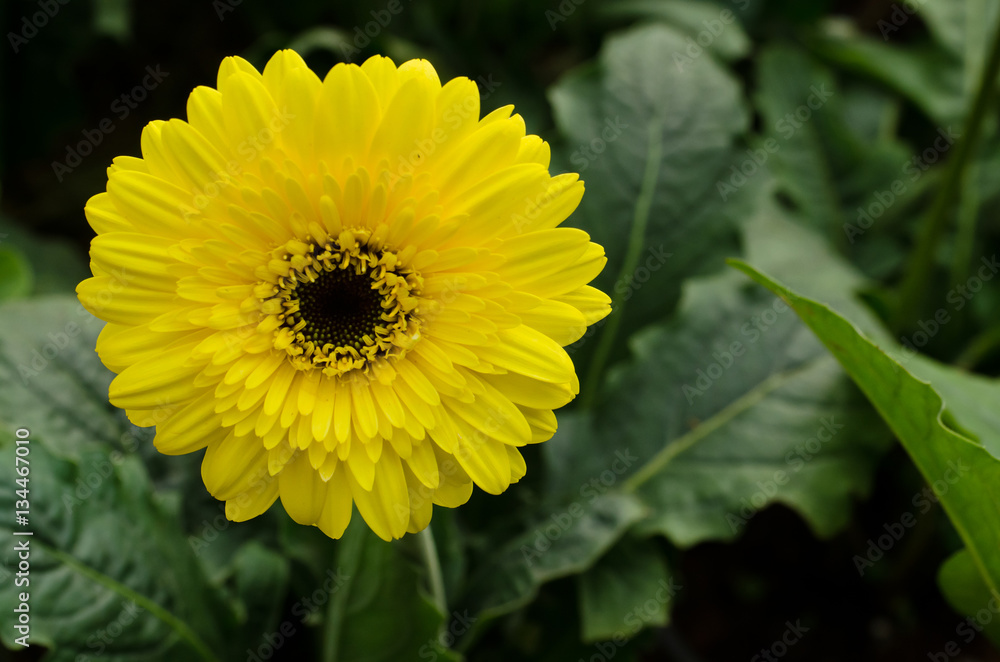 Beautiful gerbera flower Beautiful gerbera flower