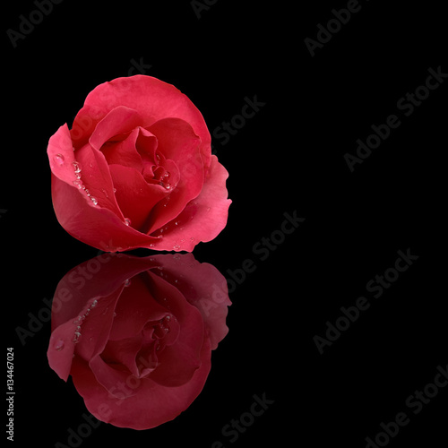 fresh beautiful red rose petal and aroma with drop of water for