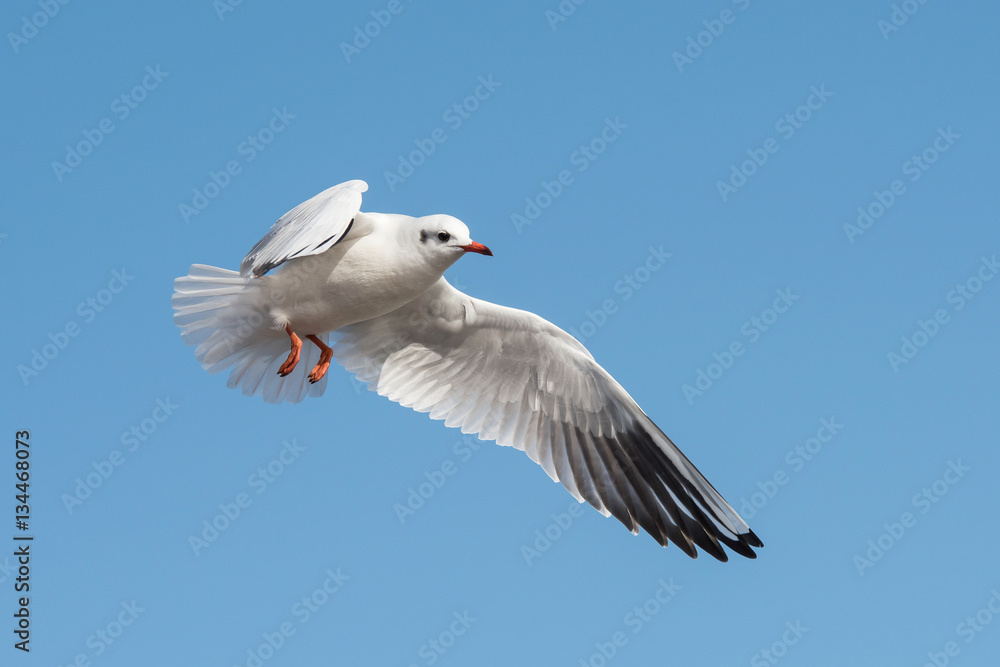 Black-headed Gull, Chroicocephalus ridibundus Black-headed Gull, Chroicocephalus ridibundus