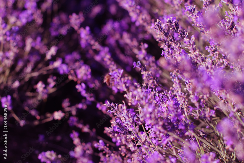 Lavender field in sunlight Lavender field in sunlight