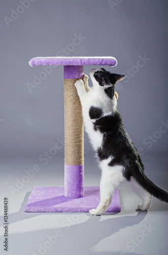 Black and white cat sharpening its claws on a scratching post, o