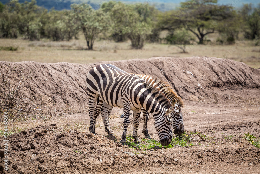 Wild zebras grassing on savanna, Kenya Wild zebras grassing on savanna, Kenya
