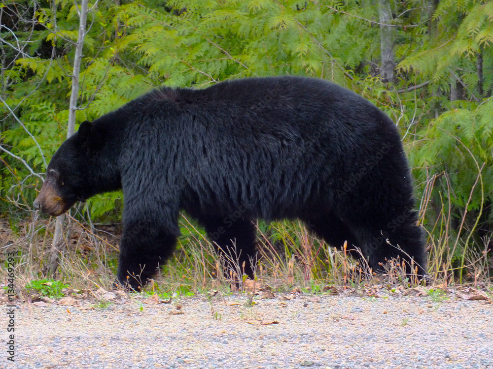 American Black Bear