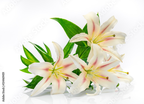 Lily flowers on white background