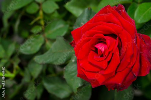 Red Rose beautiful for Valentines Day background