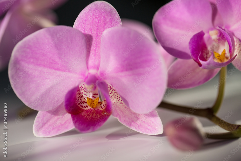 orchid flowers. Spa. Beautiful floral background orchid flowers. Spa. Beautiful floral background