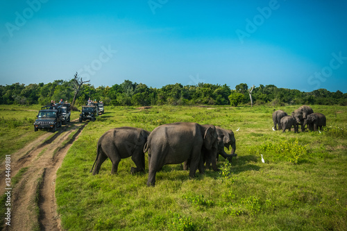 Elephants at Kawudulla, Minneriya national park in Sri Lanka