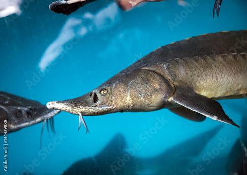 Sturgeon underwater in the aquarium