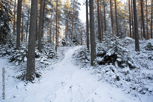 Wintry forest in Finland.