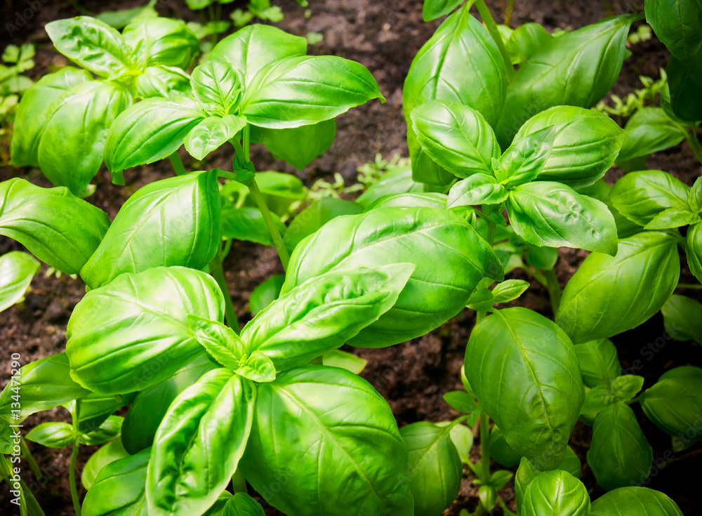 Green basil grows in the garden. Selective focus Green basil grows in the garden. Selective focus