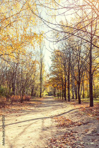 Colorful autumn landscape alley in the park in the fall sunny day.  Coloring and processing photo.