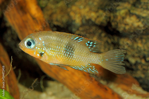 Socoloffs gold cichlid (Thorichthys socoloffi) - female
