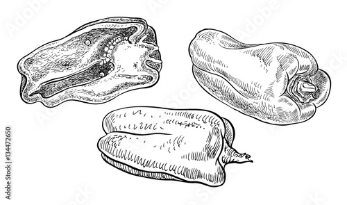 Set of vector bell peppers. Hand drawn graphicillustration. Sketchy fluent style.
