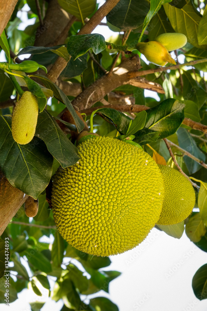 Jackfrucht Jackfrucht