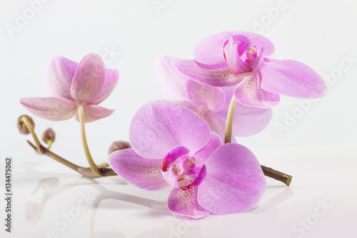 Fototapeta Naklejka Na Ścianę i Meble -  orchid flowers. Spa. Beautiful floral background