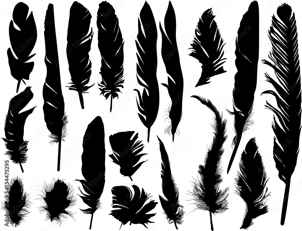 Obraz premium eighteen black feathers silhouettes on white