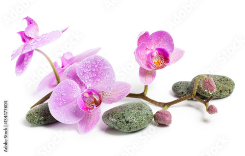Orchid and spa stones on a white background. Beautiful pink flowers on a branch.