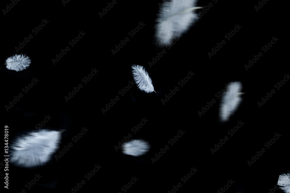 Obraz premium Federn Overlays