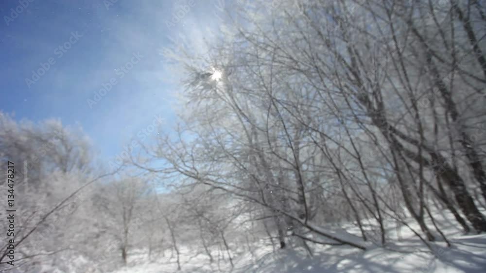 The wind picks up snowflakes on the air in the forest glowing by sunlight The wind picks up snowflakes on the air in the forest glowing by sunlight