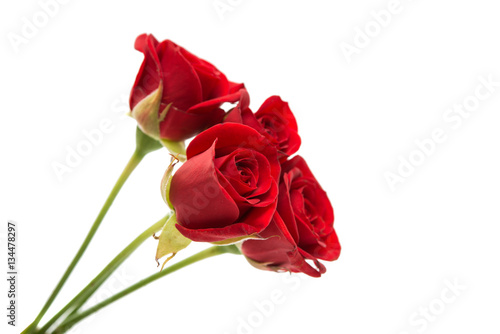 beautiful red rose photo