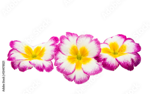 Primrose flower isolated