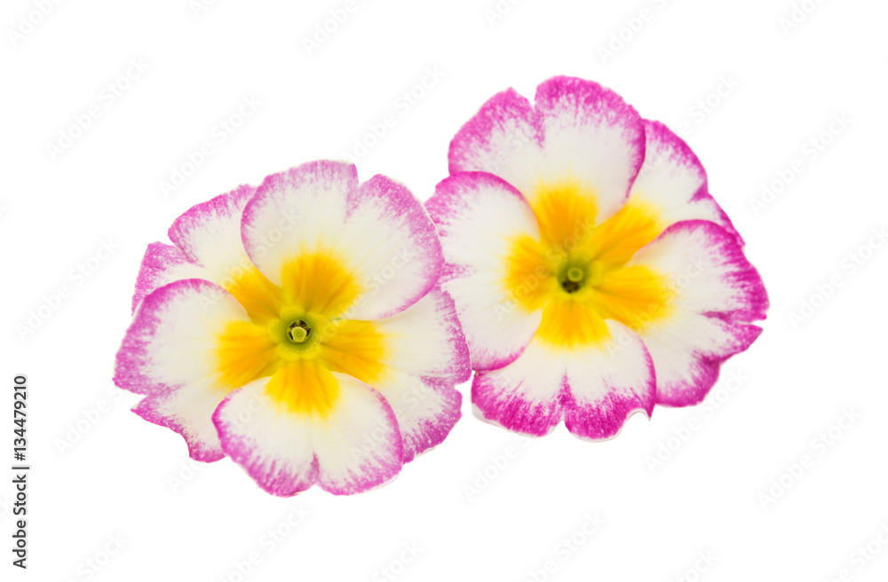 Fototapeta premium Primrose flower isolated