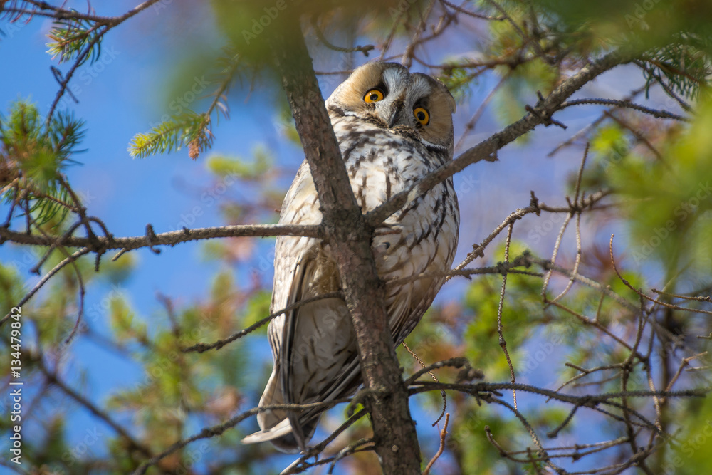 Obraz premium Owl with bright eyes in a tree in the forest. Bird on a branch against the sky.