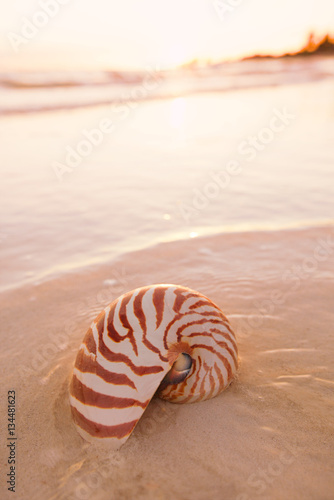 nautilus shell on beach in sunrise light, seascape