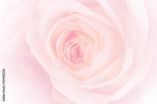 closeup colorful rose