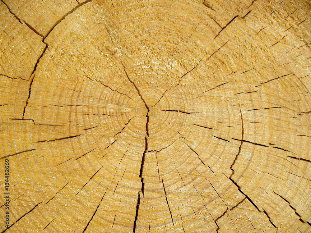 Fototapeta premium Krzyżowy odrzut sosnowego pnia