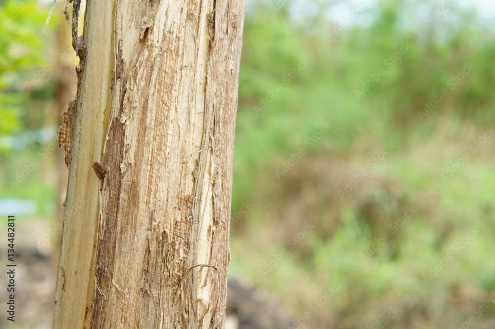 Part of banana stalk