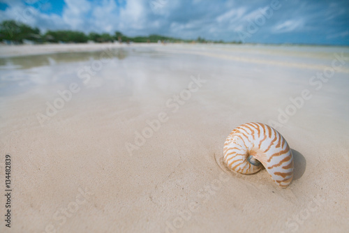 nautilus shell on white beach sand and blue seascape backgroun