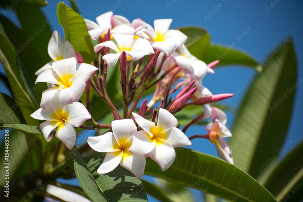 Peach and Yellow Plumeria Peach and Yellow Plumeria