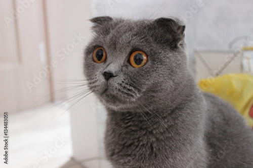 Шотландская вислоухая кошка, cat