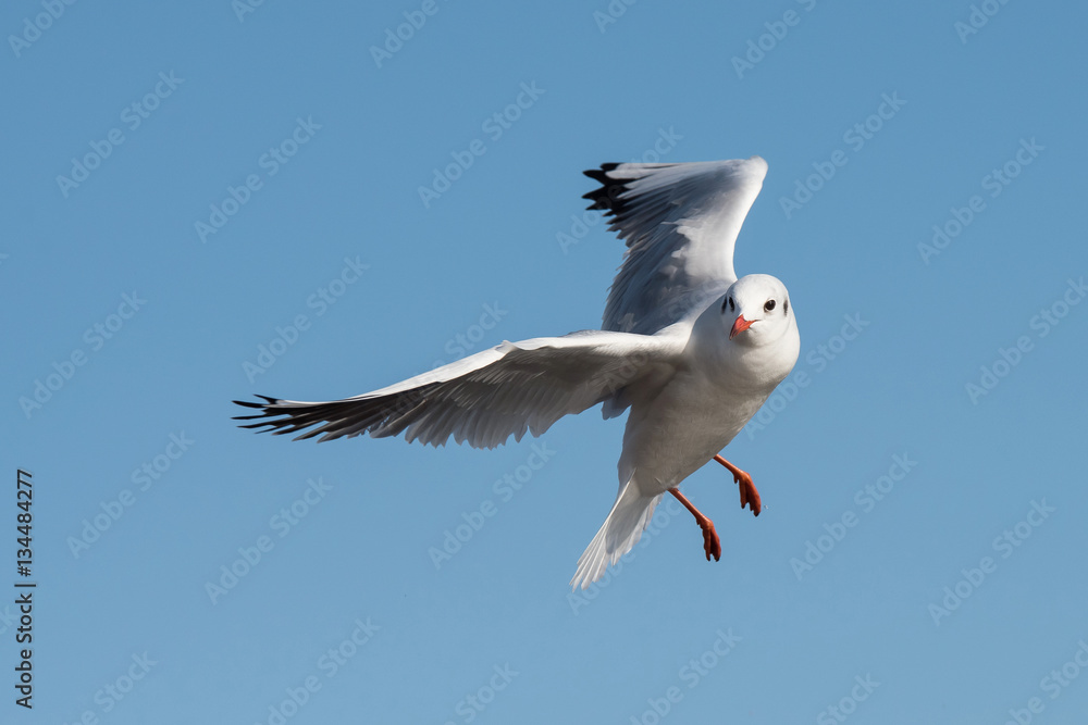 Naklejka premium Black-headed Gull, Chroicocephalus ridibundus