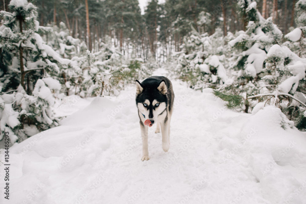 Beautiful Husky dog in snowy winter forest Beautiful Husky dog in snowy winter forest
