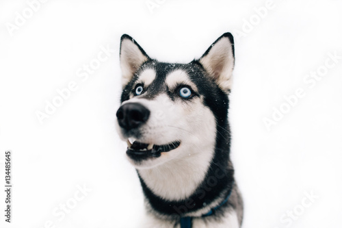 Fototapeta Naklejka Na Ścianę i Meble -  Husky dog on a white background winter. Portrait of Husky dog