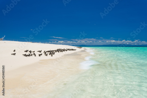 Michaelmas Cay off Cairns on the Great Barrier Reef