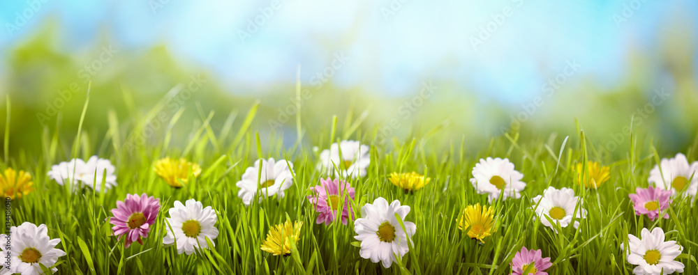 Obraz premium Wiosna kwiat na łące