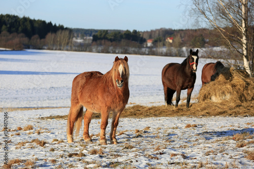 Fototapeta Naklejka Na Ścianę i Meble -  Horses on Field in Winter